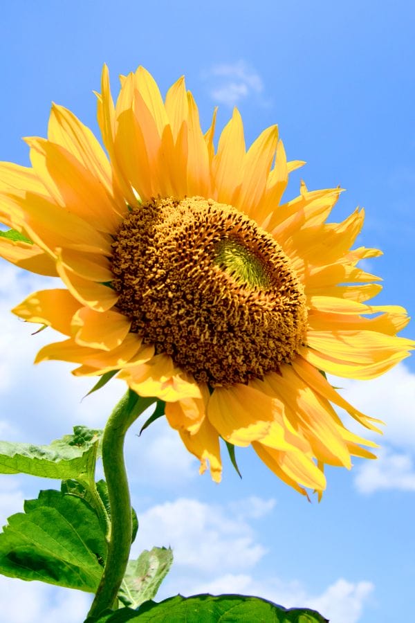 A close-up of a sunflower with yellow petals and green leaves against a bright blue sky with scattered white clouds, perfect inspiration for those who want to grow sunflowers in Oklahoma.