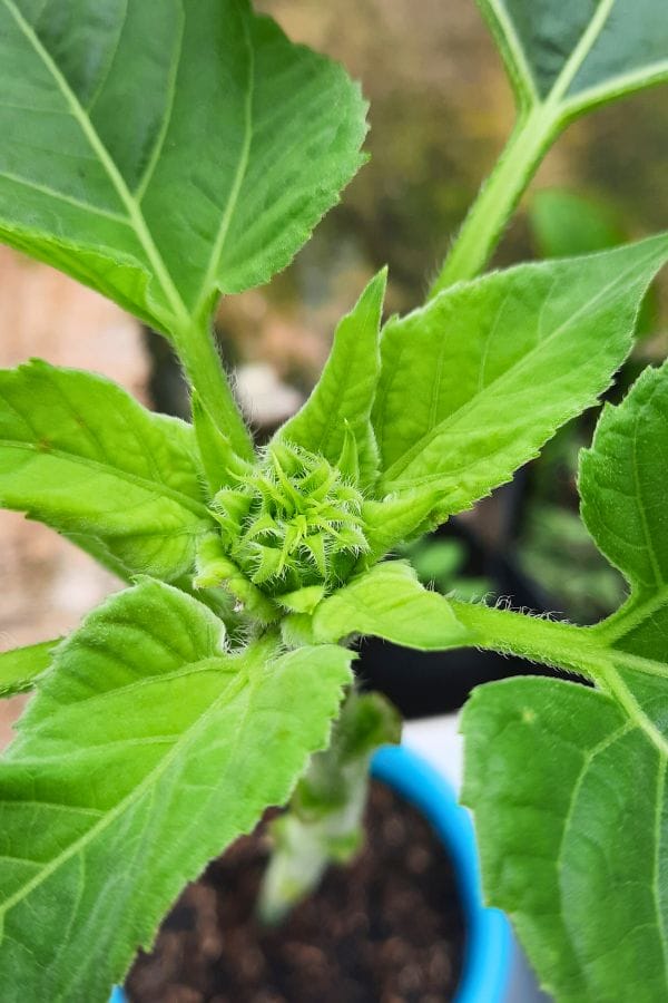 Close-up of a young sunflower plant developing its flower bud, surrounded by green leaves in a blue pot—an inspiring way to grow sunflowers in Oklahoma.