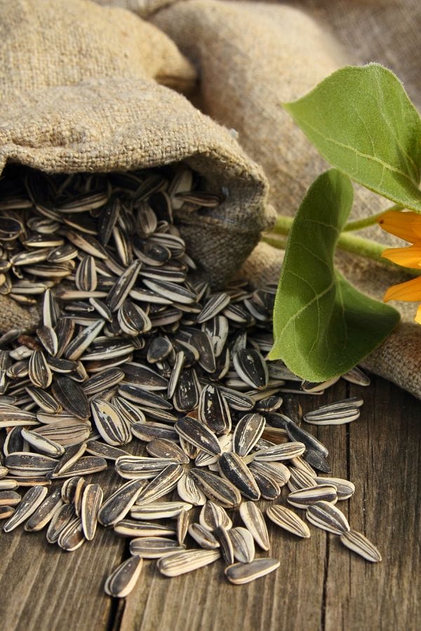 Sunflower seeds spill from a burlap sack onto a wooden surface, next to a sunflower with green leaves—perfect inspiration for those looking to grow sunflowers in Oklahoma.