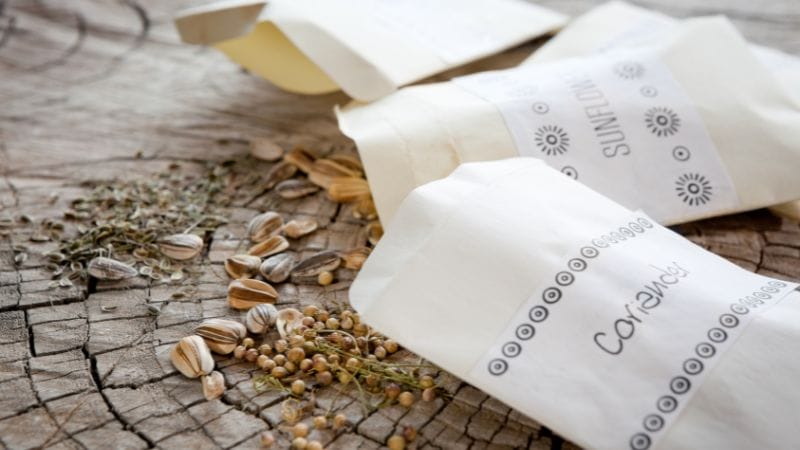 Several paper seed packets labeled "Sunflower" and "Coriander" are open on a wooden surface, with seeds spilling out—reminding gardeners that even garden seeds go bad over time if not stored properly.