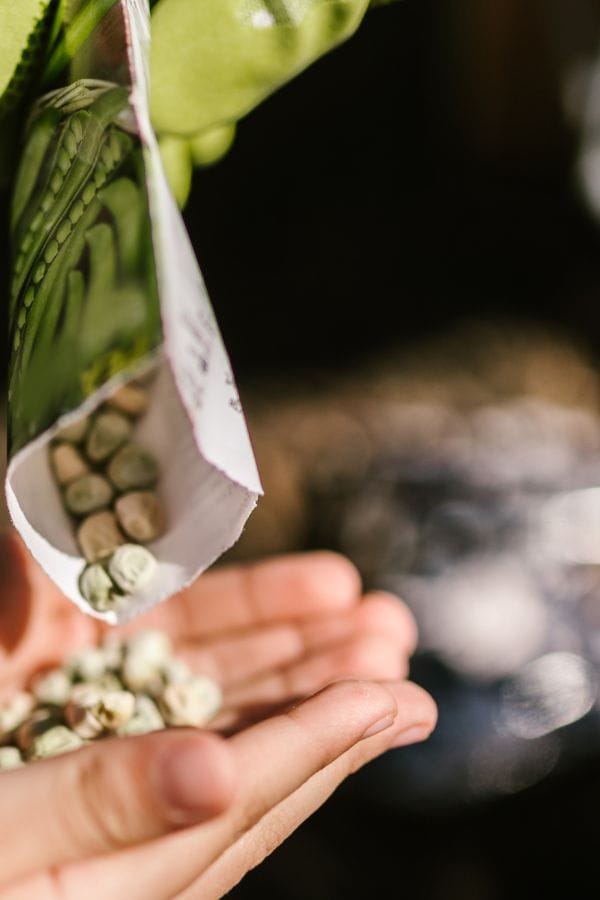Close-up of a hand catching dried seeds being poured from a folded paper packet, illustrating the importance of proper storage so garden seeds don't go bad.