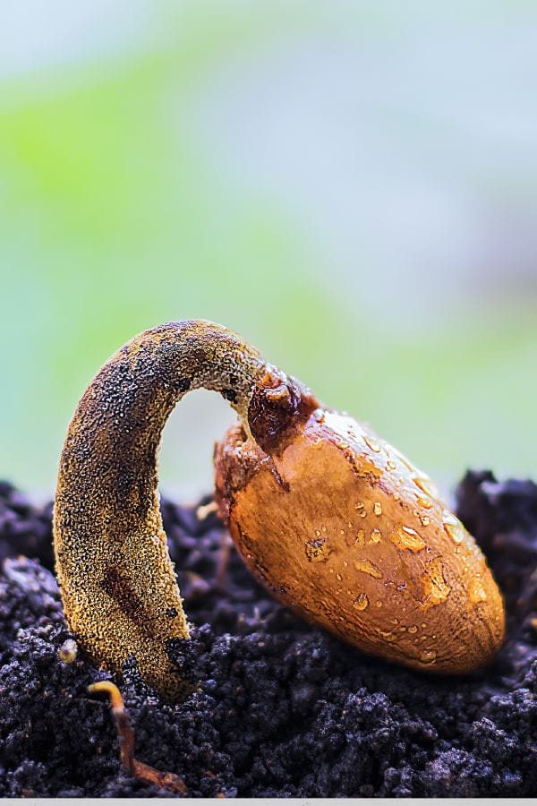 A close-up of a seed sprouting in soil, showing a curved stem emerging from the seed coat with water droplets on its surface—an early moment before garden seeds go bad or lose their vitality.