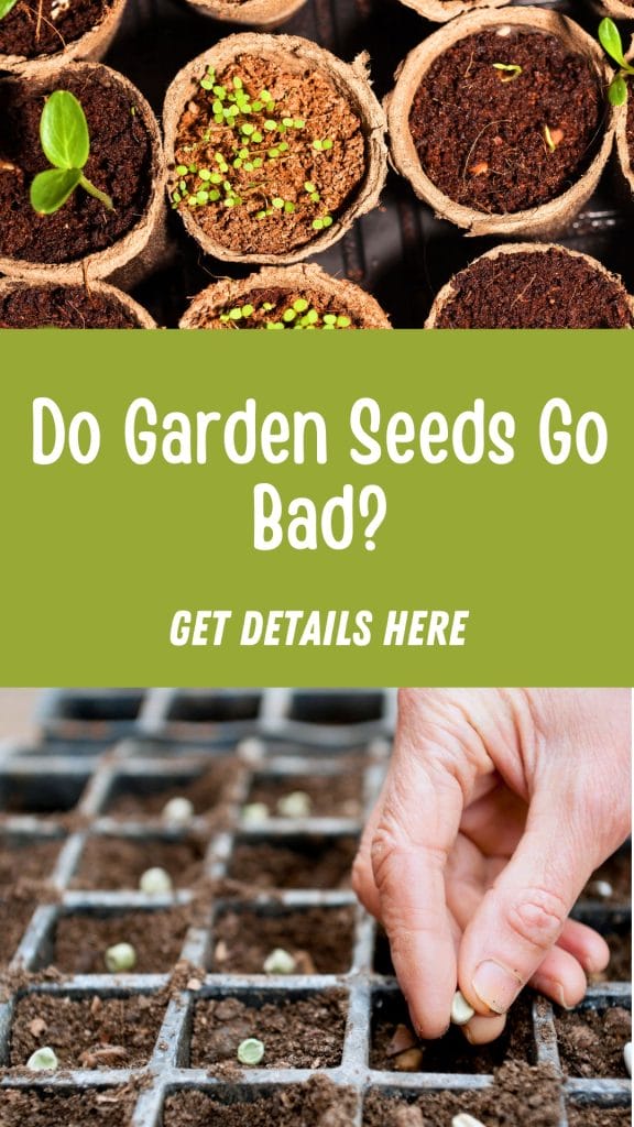 Seedlings in small pots above text reading "Do Garden Seeds Go Bad? Get Details Here," with a hand planting seeds in a grid tray below, illustrating the question: do garden seeds go bad over time?.