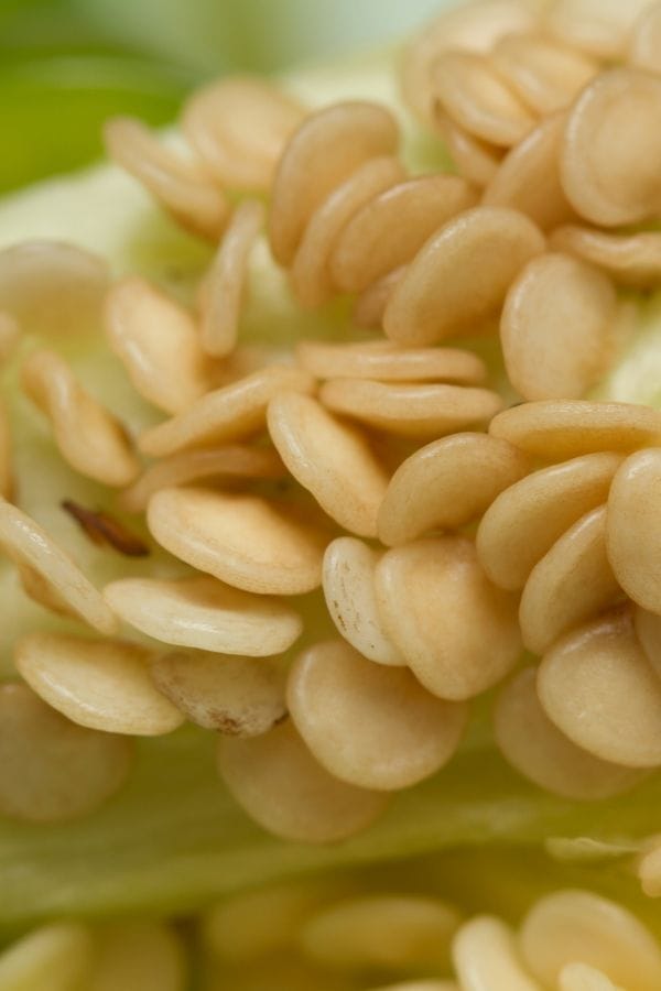 Close-up view of a cluster of pale yellow seeds inside a green vegetable, likely the interior of a bell pepper—an interesting comparison if you're learning how to grow jalapenos and exploring different pepper varieties.
