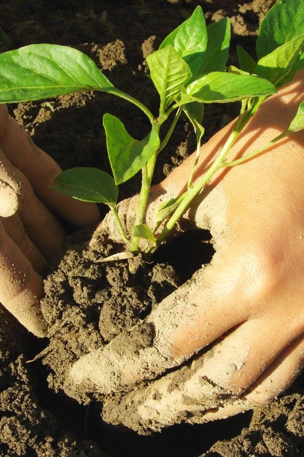 Close-up of two hands planting a small green seedling in soil, with sunlight illuminating the leaves and dirt—a perfect start for anyone learning how to grow jalapenos.