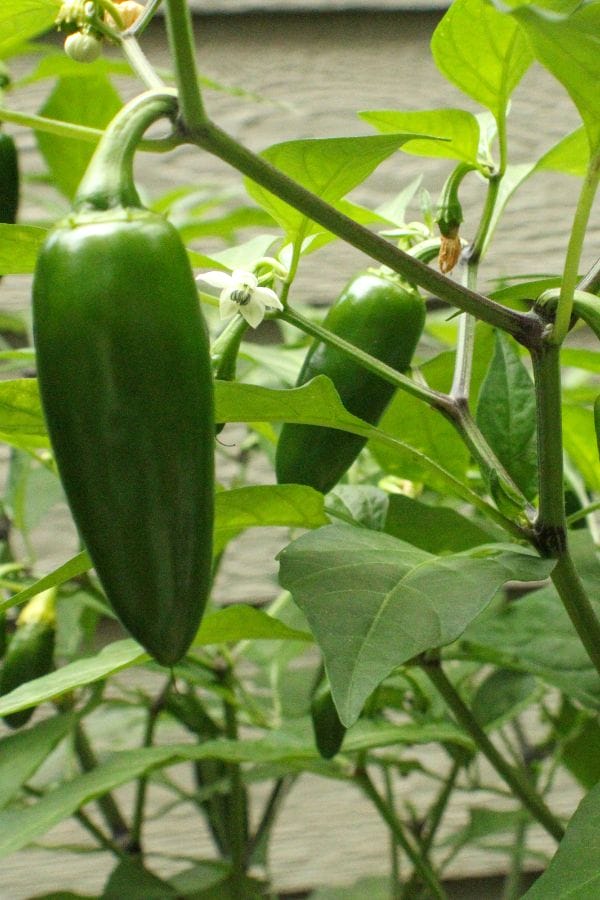 Green jalapeño peppers growing on a leafy plant, showcasing small white flowers in the background—a great example for anyone learning how to grow jalapenos.