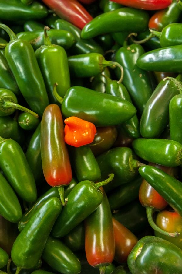 A pile of green jalapeño peppers with one small orange pepper in the center, perfect for anyone interested in how to grow jalapenos at home.