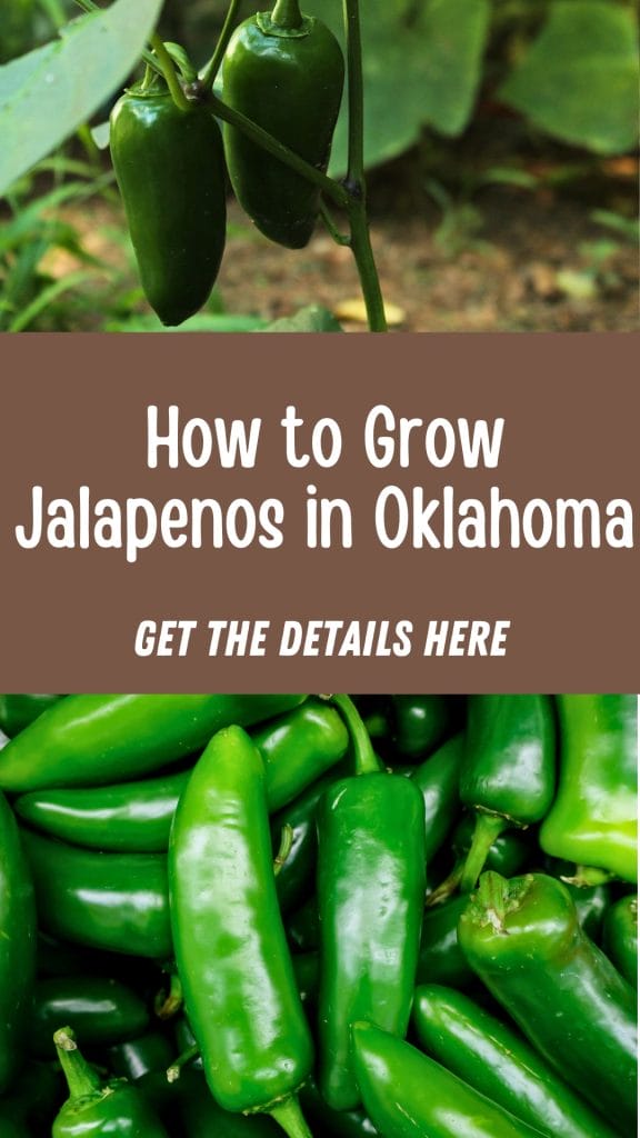 Two photos of jalapeno peppers on plants and harvested, with text: "How to Grow Jalapenos in Oklahoma. Discover tips and tricks for a bountiful harvest—get the details here.