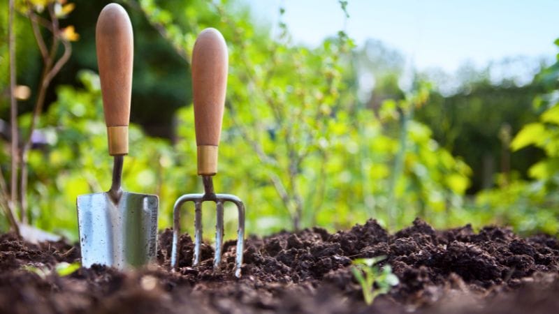 A garden trowel and hand fork with wooden handles are stuck in soil in a lush Oklahoma garden, surrounded by green plants and blurred foliage—showcasing what grows in Oklahoma.