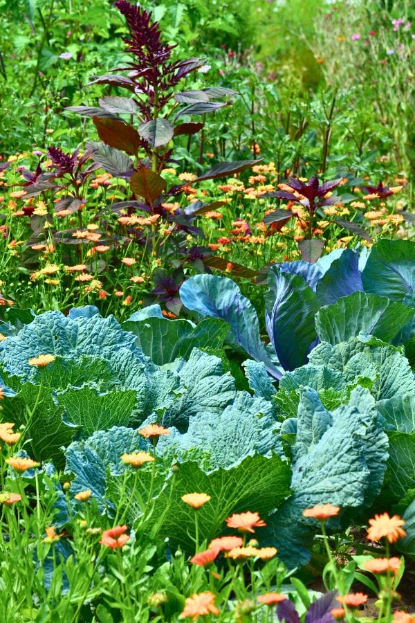 Cabbage plants and orange flowers grow densely together in a lush, green garden with purple-leaved plants in the background—showcasing what grows in Oklahoma.