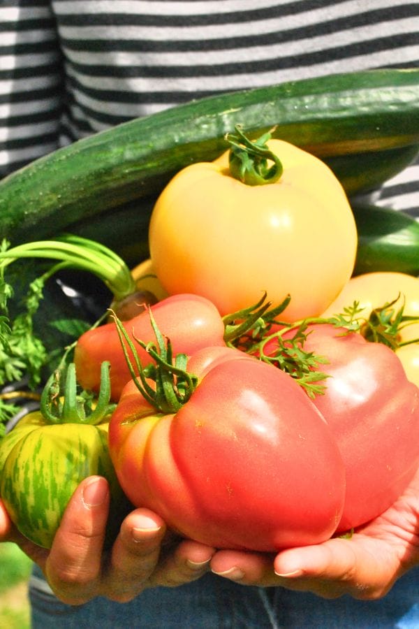 A person holding a variety of freshly picked tomatoes and cucumbers, wearing a striped shirt—showcasing what grows in Oklahoma.