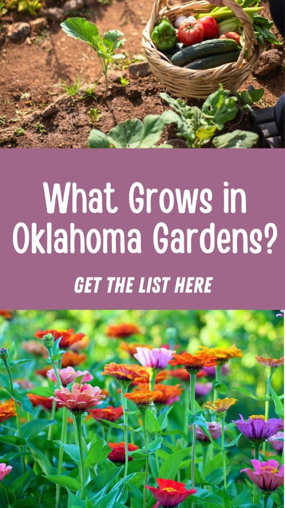Top: Basket of harvested vegetables beside young garden plants. Middle: Text reads "What Grows in Oklahoma? Get the list here." Bottom: Colorful flowers blooming in a garden.
