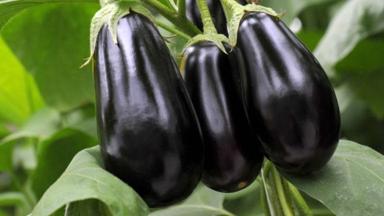 Three ripe eggplants hanging from a plant, surrounded by green leaves.