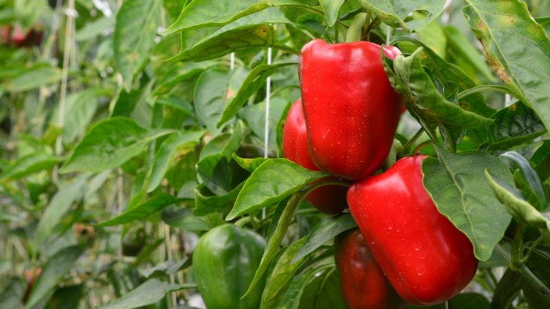 Several ripe red bell peppers and one unripe green pepper growing on a lush plant with green leaves, surrounded by ideal companion plants for peppers.