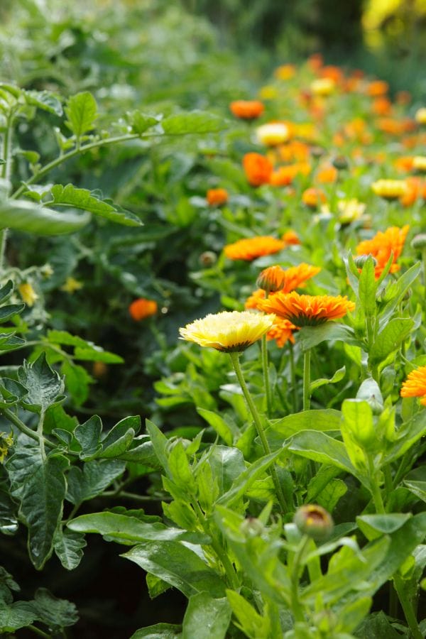 A garden bed with green foliage and clusters of orange and yellow flowers growing among leafy plants—ideal companion plants for peppers to thrive.