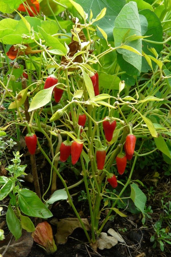 A pepper plant with multiple small, red chili peppers growing among green leaves in a garden setting, surrounded by companion plants for peppers to promote healthy growth.