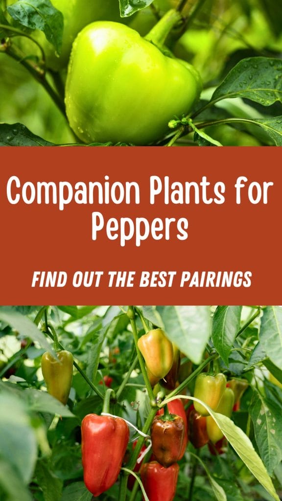 Green and red bell peppers growing on plants, with text stating "Companion Plants for Peppers – Discover the best companion plants to boost your pepper harvest.