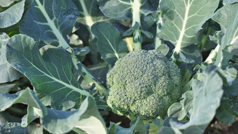 A head of broccoli growing in a garden, surrounded by large green leaves—a perfect example of how you can grow broccoli in Oklahoma.