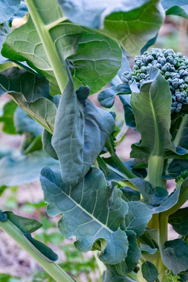 A close-up view of broccoli growing in a garden, showing large green leaves and a developing broccoli head—perfect inspiration for those looking to grow broccoli in Oklahoma.