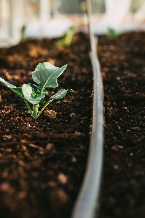 A small green seedling, perfect to grow broccoli in Oklahoma, emerges from dark soil next to a drip irrigation hose in a garden.