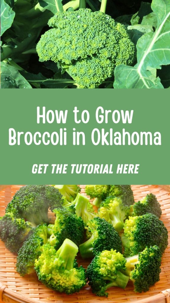 Close-up of broccoli on the plant above and freshly cut florets in a basket below, with text: "Grow Broccoli in Oklahoma - Get the Tutorial Here.