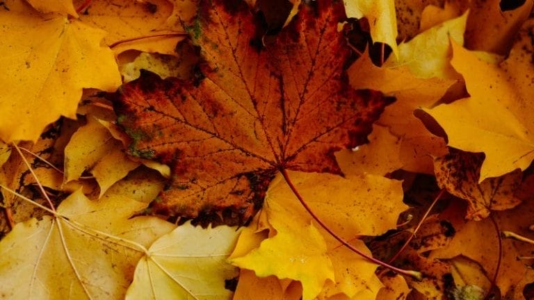 A close-up of fallen autumn leaves, with a large, brown-red maple leaf surrounded by yellow leaves—perfect inspiration for crafts using leaves.