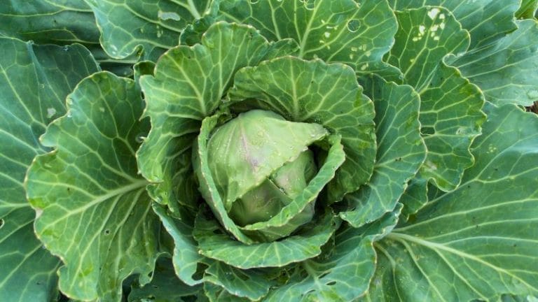 A close-up view of a green cabbage head surrounded by large, leafy outer leaves in a garden, highlighting companion plants for cabbage nearby.
