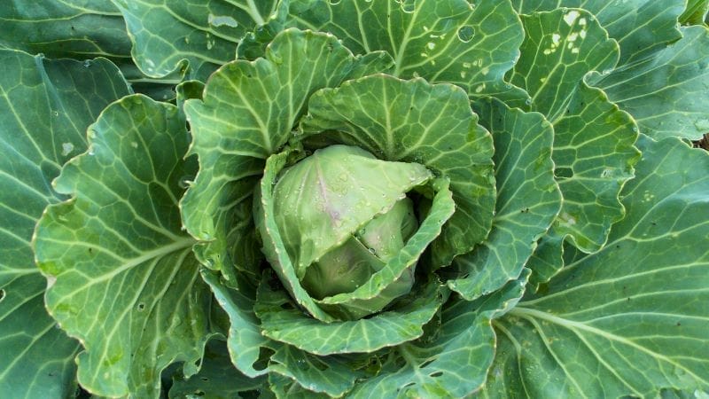 A close-up view of a green cabbage head surrounded by large, leafy outer leaves in a garden, highlighting companion plants for cabbage nearby.