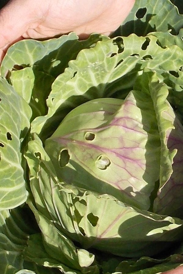 A close-up of a cabbage with several holes in the leaves, likely caused by insect damage, highlights the importance of using companion plants for cabbage; a hand is visible at the top of the image.