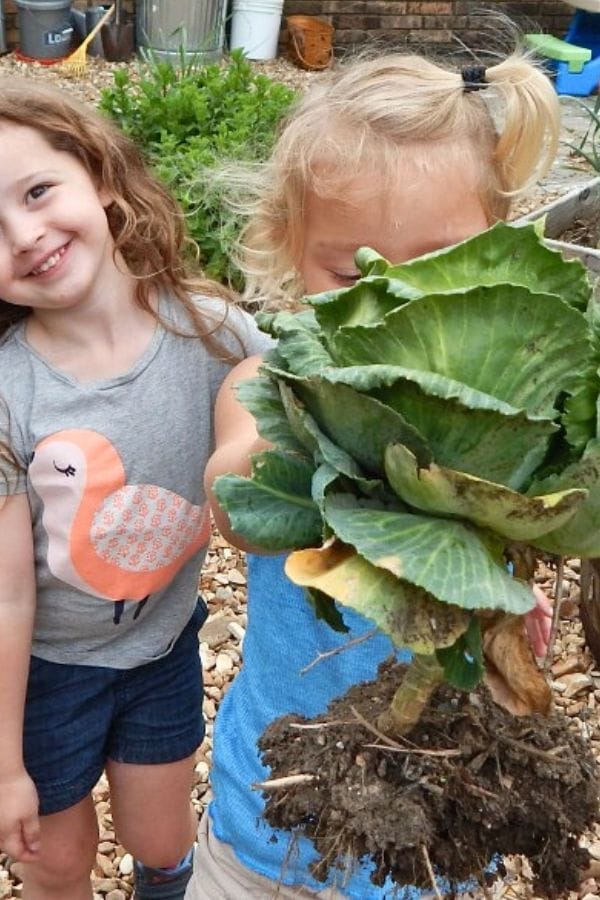 Two young children stand outdoors; one holds up a freshly harvested head of cabbage with soil on the roots, partially obscuring her face, while learning about the best companion plants for cabbage in their vibrant garden.