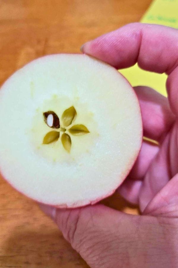 A hand holding a cross-section of an apple, showing the seeds arranged in a star pattern at the center—perfect imagery for lesson plans on apples.