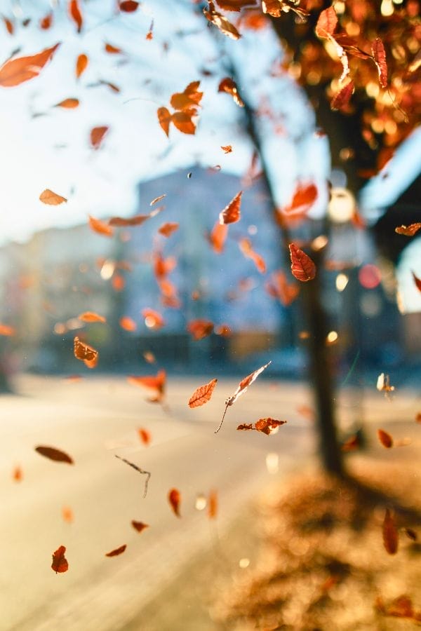 Red and brown autumn leaves are blowing in the air above a city street in the sunlight, evoking memories of weather activities in the garden, with buildings and trees blurred in the background.