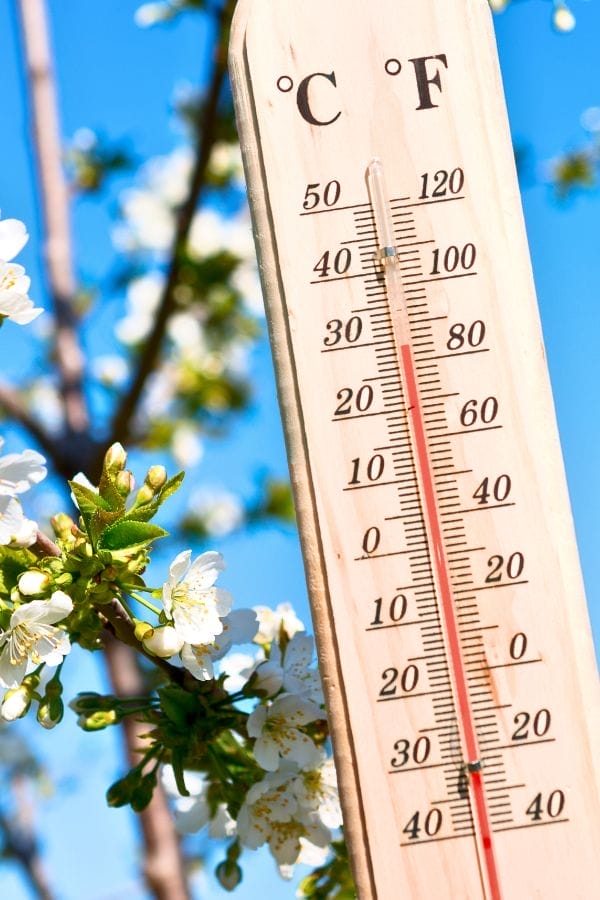 A wooden thermometer shows about 23°C or 73°F near a blooming tree branch with white flowers, under a clear blue sky—perfect conditions for weather activities in the garden.