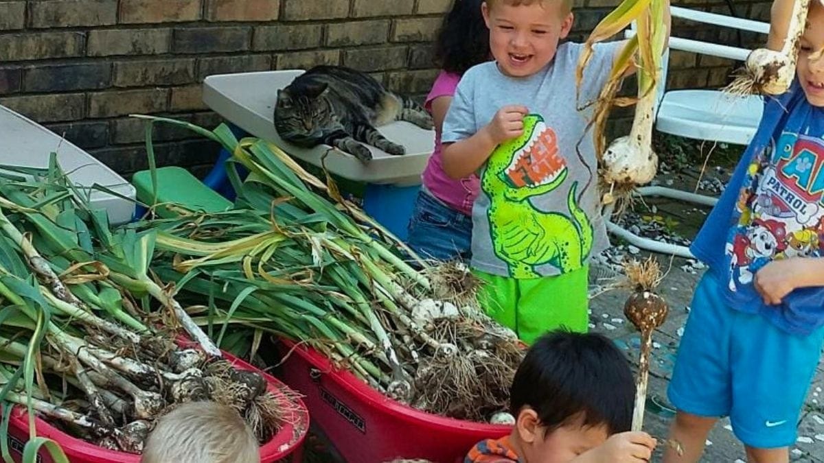 Four children examine and hold up freshly harvested garlic beside two red tubs full of garlic plants—perfect companion plants for garlic thrive nearby, as a cat rests on a table against a brick wall.