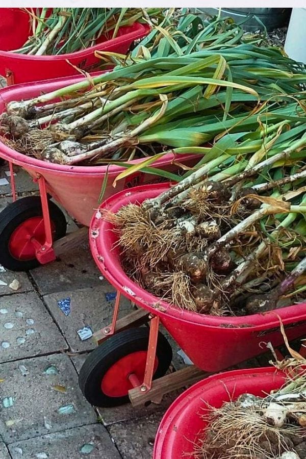Red wheelbarrows filled with freshly harvested garlic bulbs and stalks, perfect for learning about companion plants for garlic, are lined up on a paved surface.