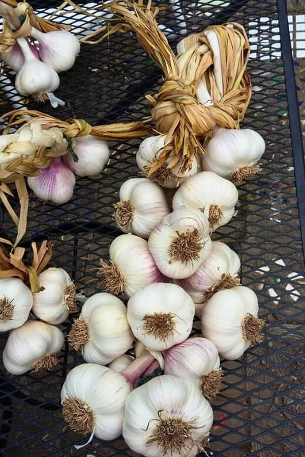 Several bunches of harvested garlic bulbs with stems braided together rest on a black metal mesh table, showcasing the beauty of this garden staple among popular companion plants for garlic.