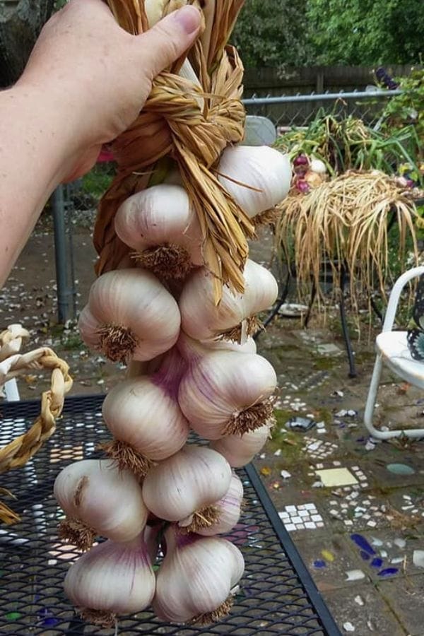 A hand holds a braided string of harvested garlic bulbs over an outdoor table, with companion plants for garlic and other garden items visible in the background.