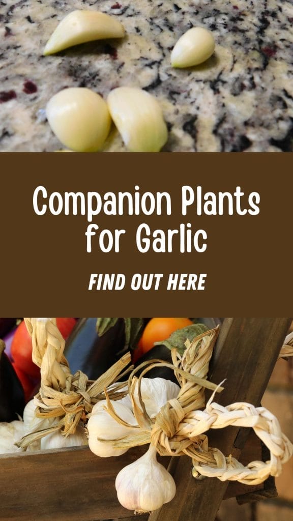 Three garlic cloves rest on a granite countertop above a sign reading "Companion Plants for Garlic, Find Out Here," with braided garlic bulbs arranged below, highlighting the best companion plants for garlic in your garden.