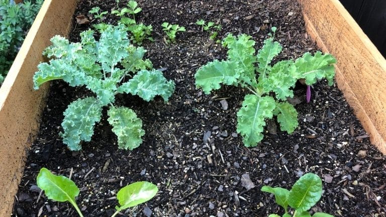 Two kale plants growing in a raised garden bed with dark soil, surrounded by a few small seedlings and green leaves, illustrate the benefits of using companion plants for kale.