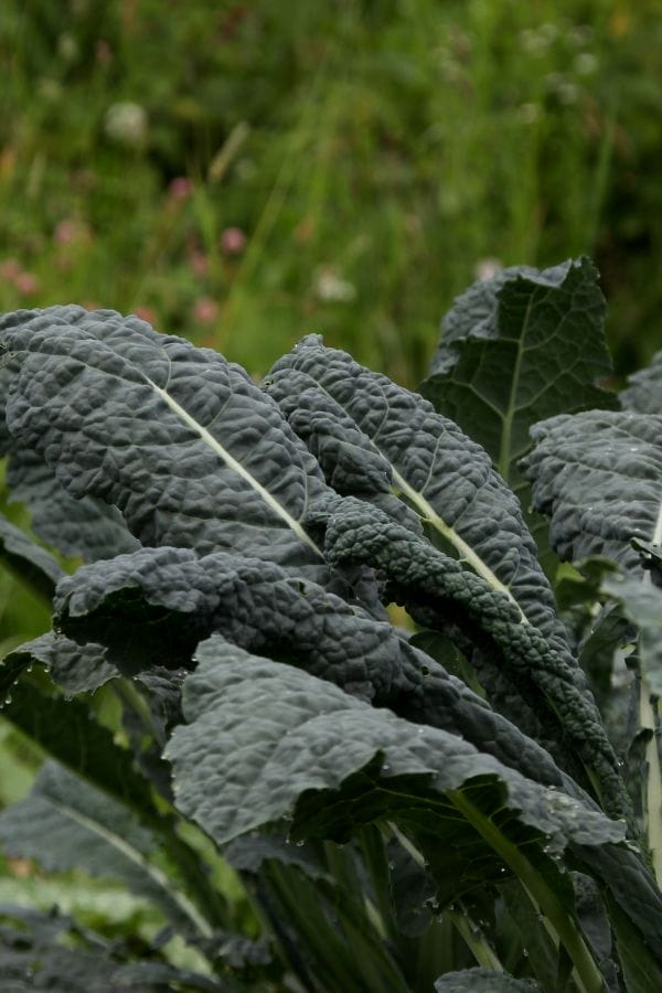 Close-up of mature, dark green kale leaves growing in a garden with blurred greenery and companion plants for kale in the background.