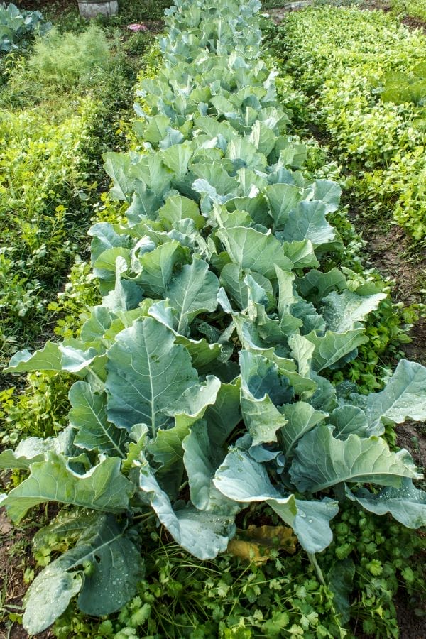A row of healthy green cabbage plants growing in a garden, surrounded by various leafy plants and greenery—some of which make excellent companion plants for kale.