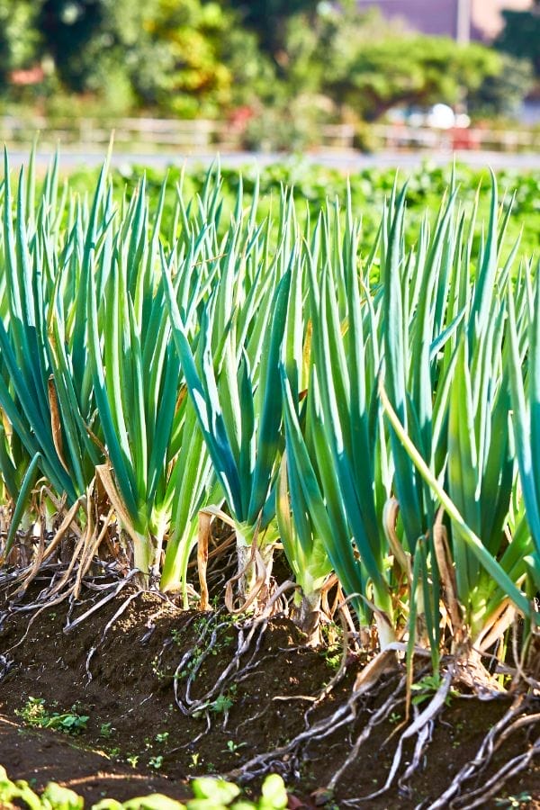 Rows of green onions thrive in a sunlit garden, their healthy green leaves and white stems rising from the soil, surrounded by companion plants for onions that promote robust growth.