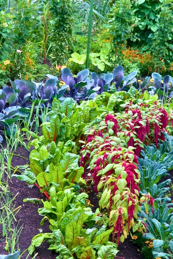 Rows of leafy vegetables and herbs, including Swiss chard, kale, cabbage, and other assorted greens—many of which serve as excellent companion plants for onions—grow in a well-maintained garden.