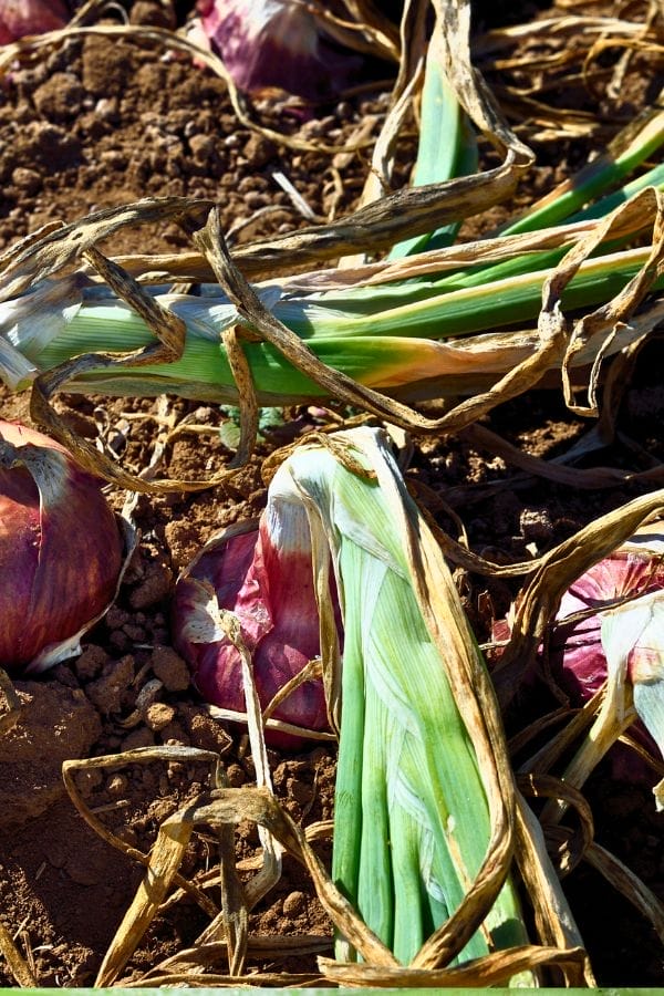Red onions lying on dry soil with green and brown wilted leaves, indicating they are harvested or ready for harvest; ideal for gardeners interested in Companion Plants for Onions.
