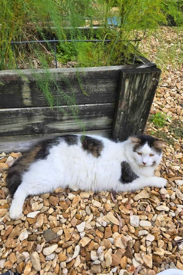 A white and black cat with a fluffy tail (Crooksie) is lying on gravel next to a wooden garden bed, surrounded by green plants.