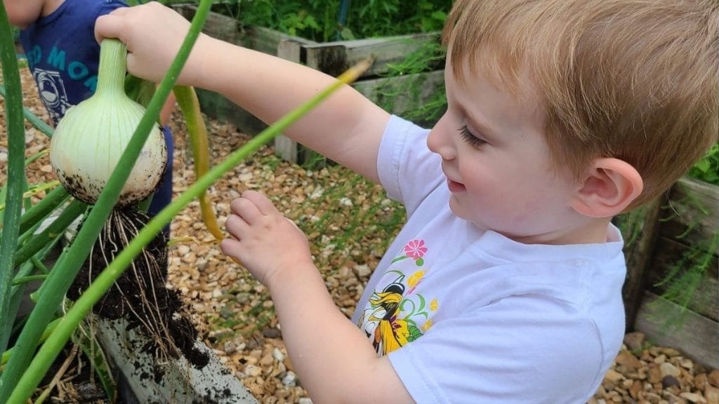 A young child pulls a large onion out of the soil in a garden, smiling and wearing a white t-shirt with a cartoon design—an exciting moment of hands-on learning inspired by Outdoor Science Activities.