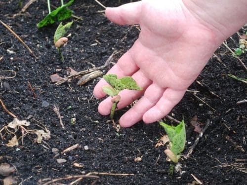 A hand gently touches a small green seedling growing in dark soil, surrounded by other young plants and natural debris—an inspiring moment of sustainable living with kids.
