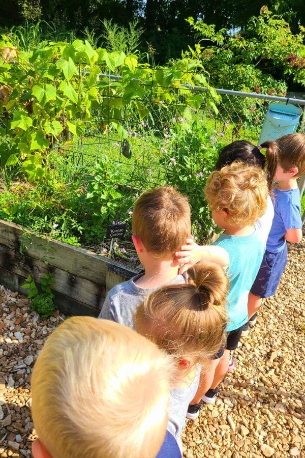 A group of young children stand in a row outside, looking at a raised garden bed filled with green plants on a sunny day, inspired by a Free Companion Planting Chart.