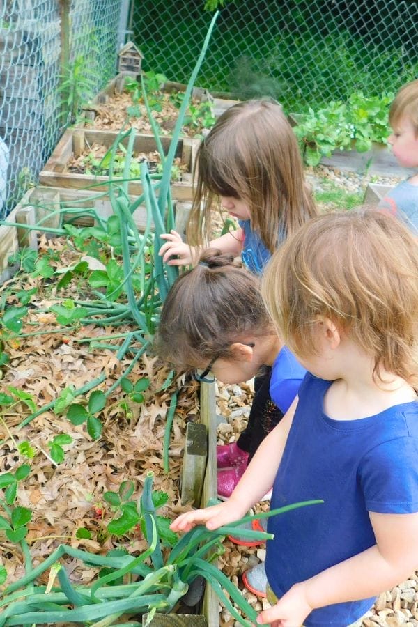 Three young children stand at a garden bed, examining and touching green plants growing among dried leaves. A fence and more greenery are visible in the background, perfect for exploring with a Free Companion Planting Chart.