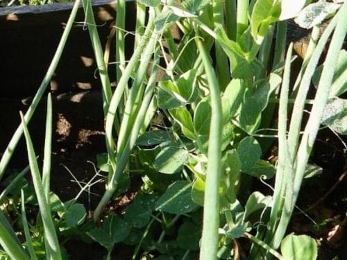 Green pea plants and onion stalks thrive together in a sunlit garden bed, their vibrant growth highlighted by rich soil. Discover ideal pairings like these with our Free Companion Planting Chart.